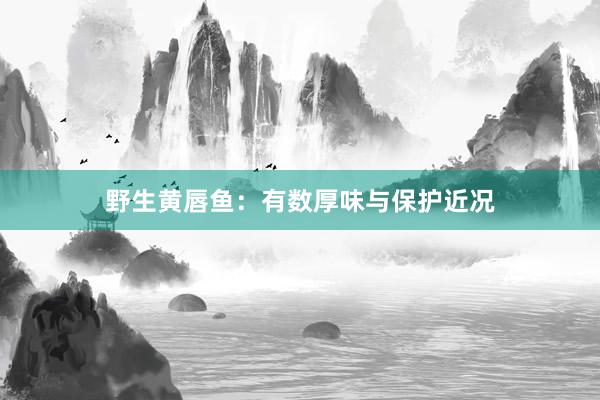 野生黄唇鱼：有数厚味与保护近况